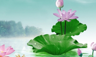 荷花画法教程（荷花画法教程水彩笔）