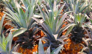 菠萝怎么养（菠萝怎么养活）