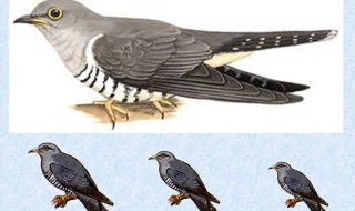 杜鹃鸟 杜鹃鸟的叫声