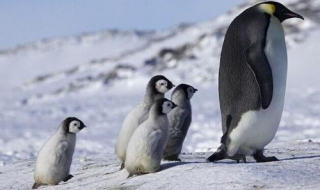 亦步亦趋 亦步亦趋的意思