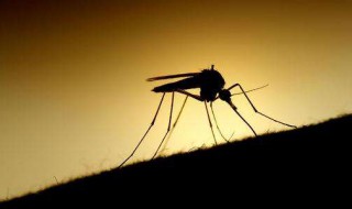 灭蚊子方法（灭蚊子最有效的方法）