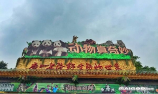 广州长隆野生动物园怎么去 广州长隆野生动物园怎么去北门