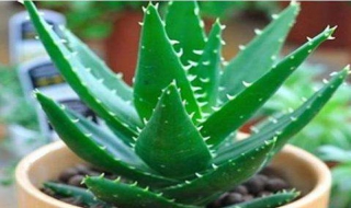 芦荟冬天怎么养（芦荟冬天怎么养殖）