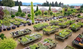 苗木养护技术（苗木养护技术交底）