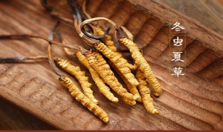 冬虫夏草的购买