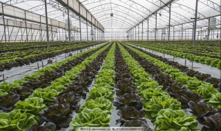 蔬菜大棚种植（蔬菜大棚种植技术）