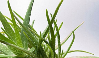 芦荟夏天怎么养 芦荟夏天怎么养才能长好