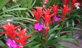 如何养鸿运当头（如何养鸿运当头鱼）