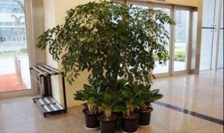 如何在室内种植好富贵树 如何在室内种植好富贵树呢