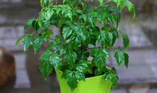 富贵树的叶子全掉了怎么办（富贵树的叶子全掉了怎么办视频）