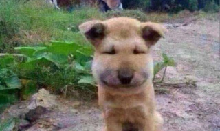 被蜜蜂蛰了怎么办 被蜜蜂蛰了怎么办安全教案