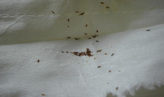 家里有跳蚤怎么办（家里有跳蚤怎么办能除根无危害）