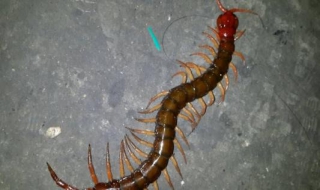 家里有蜈蚣怎么办 家里有蜈蚣怎么办能除根 蜈蚣怕什么