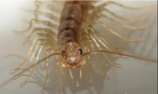 家里有蚰蜒怎么办（家里有蚰蜒该怎么办）