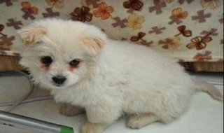 小狗眼屎多怎么办（小狗眼屎多怎么办吃什么药）