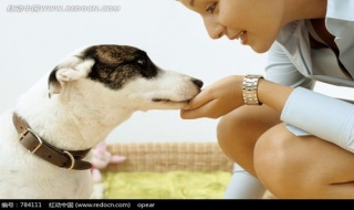 小狗吃多了怎么办 小狗吃多了怎么办没精神