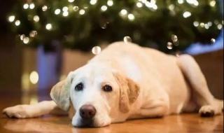 小狗鼻子干怎么办 小狗鼻子干怎么办吃什么药