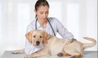 小狗拉肚子怎么办 小狗拉肚子怎么办 拉的很稀 有血