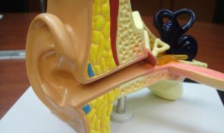 耳膜破了怎么办（掏耳朵耳膜破了怎么办）