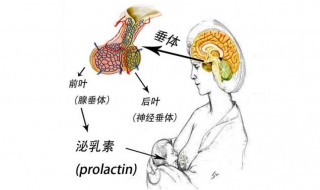 泌乳素高不孕怎么办（泌乳素高导致不孕怎么办）