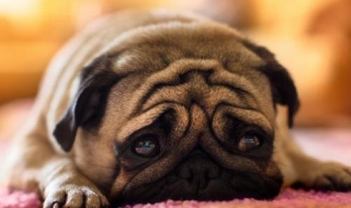 狗上火了怎么办 宠物狗上火了怎么办