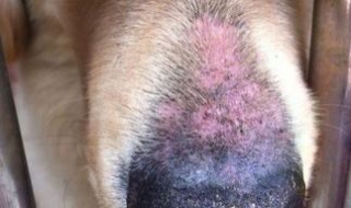 狗治疗皮肤病的方法，（狗治疗皮肤病的方法）