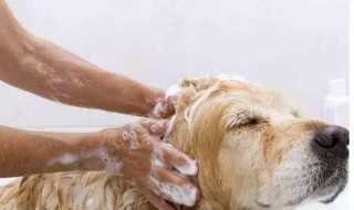 狗狗身上有跳蚤怎么办 一个月的狗狗身上有跳蚤怎么办