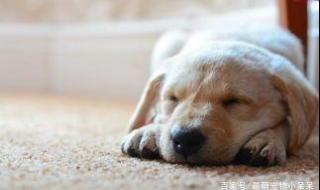 狗身上有跳蚤怎么识别，推荐给大家（怎样辨别狗狗身上有跳蚤）