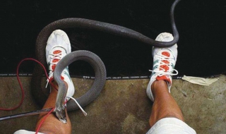 被蛇咬伤怎么办（被蛇咬伤怎么办教案）