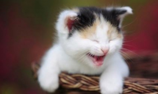 被猫咬了怎么办（被猫咬了怎么办出血了不严重）