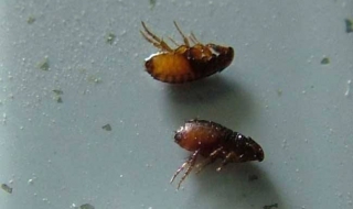 跳蚤咬了怎么办 被猫身上的跳蚤咬了怎么办