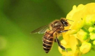 被蜂蛰了怎么办（被马蜂蛰了怎么办）