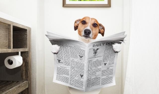 马桶堵了该怎么办（卫生间马桶堵了该怎么办）