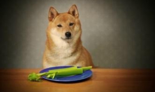 小狗拉稀了怎么办（小狗拉稀了怎么办啊最快解决）