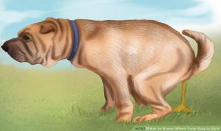 小狗拉稀怎么办 小狗拉稀怎么办吃什么药好