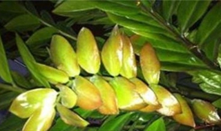 金钱树叶子发黄怎么办 室内金钱树叶子发黄怎么办