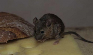 家里有老鼠怎么办 住楼房家里有老鼠怎么办