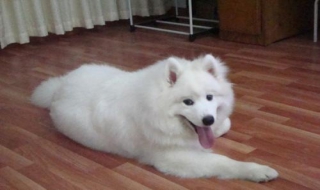 小狗一直拉稀怎么办 小狗一直拉稀怎么办?