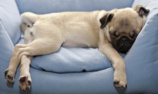 小狗有点拉稀怎么办 小狗有点拉稀怎么办?