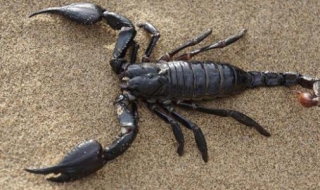 蝎子蛰了怎么办 被毒蝎子蛰了怎么办