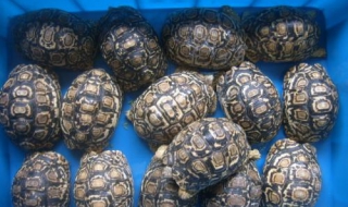 豹龟拉稀怎么办（豹龟不排便怎么办）