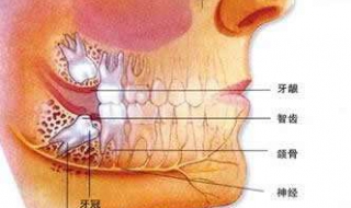 长智齿疼怎么办（大人长智齿疼怎么办）