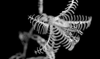 骨架小怎么办 金毛骨架小怎么办