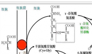 转氨酶高怎么办 转氨酶高怎么办才可以降下来
