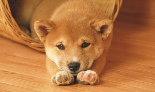 狗鼻子干怎么办（小奶狗鼻子干怎么办）