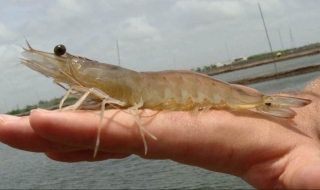 对虾养殖：用水流程与方法 对虾养殖用什么水