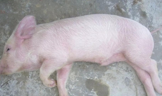 非洲猪瘟爆发，吃猪肉应注意什么（非洲猪瘟的猪吃食吗）