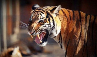 《野生动物世界》电子杂志（《野生动物世界》电子杂志官网）