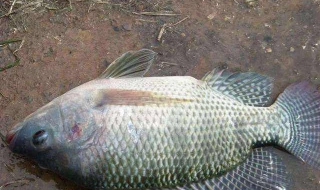 钓鱼如何避开小罗非 钓罗非怎么避开小鱼