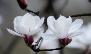 如何画白玉兰（白玉兰画法简单漂亮）